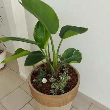 Civico 11 4* فيليي